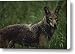 A Red Wolf At A Captive Breeding Center Canvas Print / Canvas Art - Artist Joel Sartore