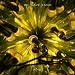 WE HAVE BAND - Honeytrap