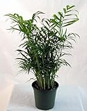 Hirt's Victorian Parlor Palm - Chamaedorea - Indestructable - 4" Pot