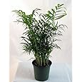 Hirt's Victorian Parlor Palm - Chamaedorea - Indestructable - 4" Pot