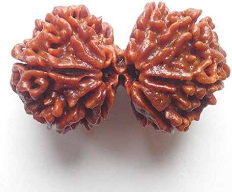 8 Mukhi Gauri Shankar Rudraksha NEPAL Certified 38.11mm | COLLECTOR 8.59gms Nepali Rudraksh Bead
