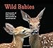 Wild Babies: Photographs of Baby Animals from Giraffes to Hummingbirds