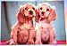 cocker spaniel - Cocker Spaniel Puppies Postcard by Walter Chandoha