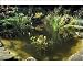 Photographic Prints of PM-4332 Garden Pond - with a variety of Water Plants, Bog Bean, Water Lilies, from Ardea Wildlife Pets