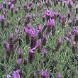Hazel Spanish Lavender Two Gallon