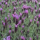 Hazel Spanish Lavender Two Gallon