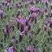 Hazel Spanish Lavender Two Gallon