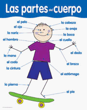 CHART PARTS OF THE BODY SPANISH