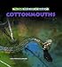 Cottonmouths (Really Wild Life of Snakes)
