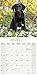 Black Labrador Retriever Calendar - Only Dog Breed Black Labrador Retrievers Calendar - 2016 Wall calendars - Dog Calendars - Monthly Wall Calendar by Avonside