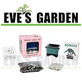 Eve's Garden Gifts Bonsai Seed Kit - Flowering - Dogwood - Complete Kit to Grow Bonsai from Seed
