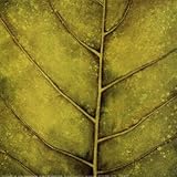 Spring Green Finest LAMINATED Print Caroline Wenig 12x12