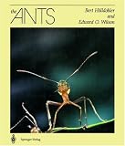 The Ants image