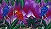 Funky Hawaiian Shirt, Shortsleeve, Parrot, Purple, M