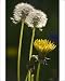 Photographic Prints of Dandelion flowers and seed-heads (clocks) from Ardea Wildlife Pets