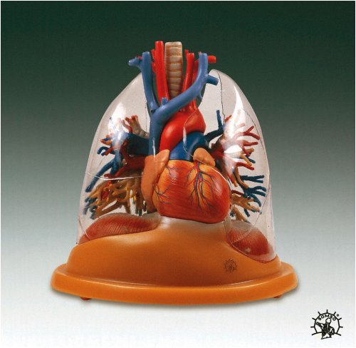 Buy Heart-Lung Table Model
