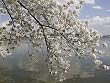 Cherry Tree Close-up, Washington, D.C. Photograph - Beautiful 16"x20" Photographic Print by Carol M. Highsmith