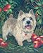Norwich Terrier Apple Gove Canvas Picture