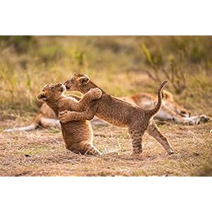 Le voyage de la vie (Life Story) [Blu-ray]