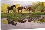 IMAGE OF Canvas Prints of Horses reflected from Danita Delimont