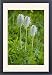Framed Prints of Seed heads of Western Anemone / Western Pasque flower from Ardea Wildlife Pets