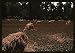 Photo Typical southeastern Georgia farm with newly harvested field of oats 1939