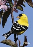 National Geographic by New Creative - Flowering Perch ( Goldfinch) Garden Impressions Flag