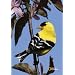National Geographic by New Creative - Flowering Perch ( Goldfinch) Garden Impressions Flag