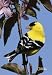 National Geographic by New Creative - Flowering Perch ( Goldfinch) Garden Impressions Flag