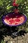 Pink roses birdbath