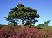 Devils Punch Bowl with Scots Pine and Bell Heather, UK Photographic Poster Print by I...