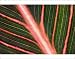 Photographic Prints of Indian shot (Canna Durban) leaf from Science Photo Library