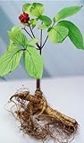 20 Stratified American Ginseng Seeds
