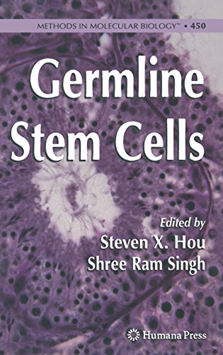 Germline Stem Cells (Methods in Molecular Biology)