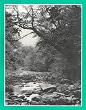 The Last Forest: Tales of the Allegheny Woods