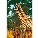 GIRAFFES 500PCS TRF37066