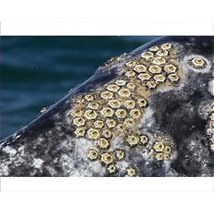 Grey Whale Barnacles