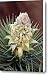 Joshua Tree Flower Canvas Print / Canvas Art - Artist David Salter