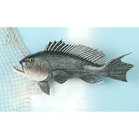 Land & Sea Sea Bass Fiberglass Plaque