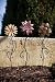 Garden Gate Playful Flower Yard Stakes, Set of 3