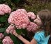 'Invincibelle Spirit' Hydrangea - Pink Blooms - Hardy - Proven Winners