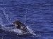 Cape Fur Seal, Consumes Snoek, Cape Point, Atlantic Ocean Photographic Poster Print b...