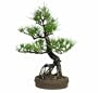 Brussel's Japanese Black Pine Specimen Bonsai, Age: 40 Yrs; Height - 23-Inch, ST8021BP