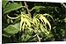 Canvas Prints of WAT-10706 Ylang Ylang Tree - flowers from Ardea Wildlife Pets