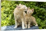 20 Inch Box Canvas (51cm) Cat - adult licking ginger kitten by Ardea