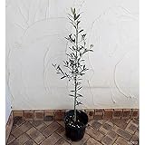 オリーブ：アザパ7号ポット[希少！巨大果・小豆島の新漬けに使われる・塩蔵用品種][苗木]