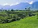 Rice Terraces in the Rice and Coffee Growing Heart of Western Flores, Ruteng, Flores,...