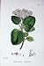 Botany Plants C1902 Wayfaring Tree Viburnum Lantana