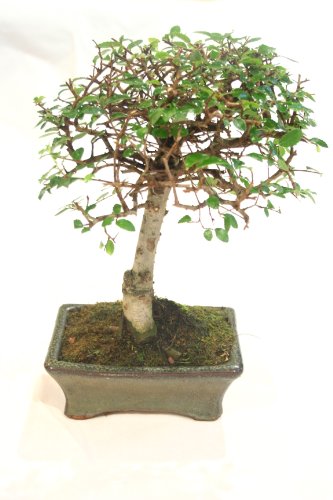 Indoor Bonsai Tree - Chinese Elm Broom Shaped