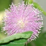 Mimose, echte - Mimosa pudica - Samen